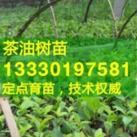福建省福州市高產油茶苗,福清市,長樂嫁接油茶樹苗價格