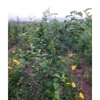 蘋果樹新萍紅三年苗