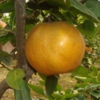 晚秋黃梨苗，甜柿苗，油桃苗，板栗苗，山楂苗