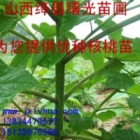 供應(yīng)良種優(yōu)質(zhì)紙皮核桃苗