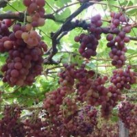 葡萄苗 占地苗 葡萄大樹 黑色甜菜葡萄苗 葡萄苗木 果樹苗