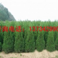 8518核桃苗價(jià)格