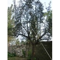 聞香果樹及樹苗出售