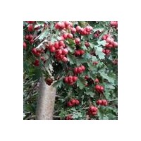 供應(yīng)山楂樹、山楂樹價(jià)格、山楂樹基地