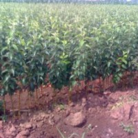 遼寧果樹苗培育中心