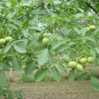 供應：核桃苗、棗苗、櫻桃苗