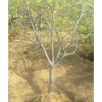 遼寧山杏樹(shù)