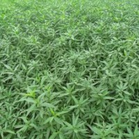 500萬(wàn)桃苗便宜出售了