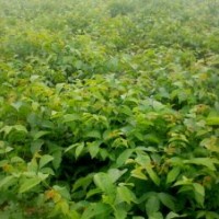 核桃苗-核桃苗基地-核桃價(jià)格