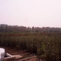 泰安高新區(qū)紅雨苗圃是果樹良種苗木繁育,推廣為一體的苗木基地。