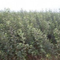 優(yōu)質(zhì)蘋(píng)果苗