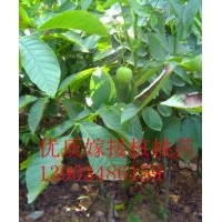 山西核桃苗 核桃苗價格 香玲核桃苗 嫁接核桃苗批發(fā)