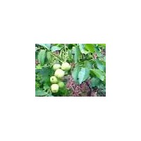 供應(yīng)核桃苗，山楂苗