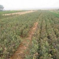 大量出售梨樹實生苗