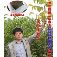 二年以上的遼核核桃苗