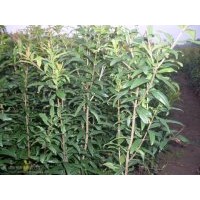 供應蘋果苗.石榴苗海棠苗