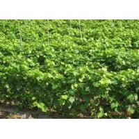 專供葡萄苗 葡萄苗基地 價(jià)格實(shí)惠