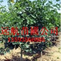 供應山楂樹，5公分山楂樹，山楂樹價格