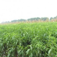 【山西永忠苗木】蘋(píng)果苗 核桃苗 櫻桃苗 桃樹(shù)苗 山桃（杏）苗 李