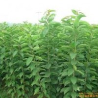 大量供應(yīng)櫻桃苗。桃樹苗、杏樹苗、李子苗、梨樹苗