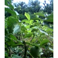 嫁接核桃苗，蘋果苗，桃樹，杏樹，梨樹