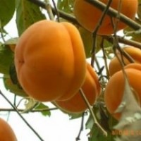 柿子苗，甜柿苗，富有，次郎，興津20，牛心柿，磨盤柿，蓋柿