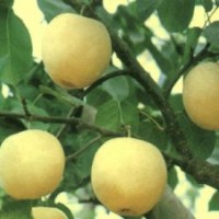 山東梨樹(shù)苗品種-梨樹(shù)苗基地
