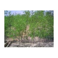 供應山西棗樹苗，棗樹，嫁接的棗樹苗