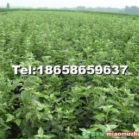 急于出售果樹苗 蘋果苗 梨樹苗 核桃苗櫻桃苗