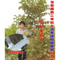 供應(yīng)二年以上的清香核桃苗，核桃樹50萬株