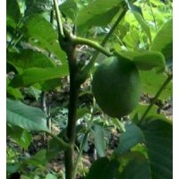 果樹苗，核桃苗，蘋果苗，桃樹，梨樹，柿子樹，山楂樹