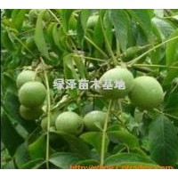 供應(yīng)香玲核桃苗