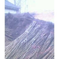 核桃苗 蘋果 桃樹 梨樹 柿子 山楂 杏樹