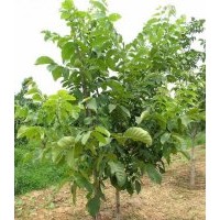 供應(yīng)核桃苗 花椒苗 柿子苗 桃樹(shù)苗