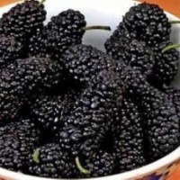 供應(yīng)桑樹果桑