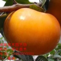 柿子苗|優(yōu)質柿子苗|