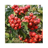 一年國(guó)山楂樹(shù) 槐苗 花椒苗 杏樹(shù) 桃樹(shù)