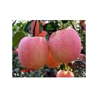 哪里有蘋果苗，矮化蘋果苗，蘋果苗，長短枝蘋果苗，紅富士蘋果苗