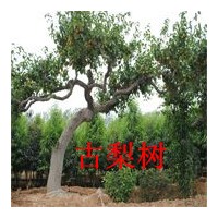300年古梨樹(shù)