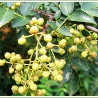 供應(yīng)花椒苗 1-2年花椒苗 紫穗槐鈣果苗