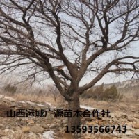 杏樹出售、10公分杏樹大量低價(jià)優(yōu)惠供應(yīng)