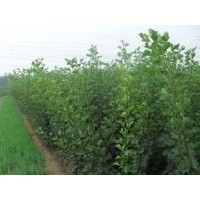 供應(yīng)蘋果苗 紅富士蘋果苗 蘋果苗價格