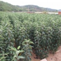 蘋果苗，核桃苗，梨樹苗，桃樹苗，杏樹苗，柿樹苗，棗樹苗