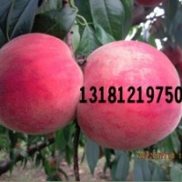 超早紅桃苗/春雪桃苗/春瑞紅桃苗