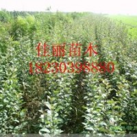 出售各種蘋果樹蘋果苗 梨苗