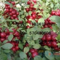 鈣果苗＼鈣果苗價(jià)格＼鈣果苗＼鈣果苗價(jià)格