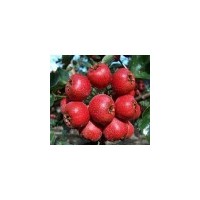 本基地大量供應(yīng)核桃、大金星山楂，蘋果苗木等