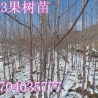 123蘋果苗，123蘋果苗價格