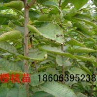 大櫻桃樹苗50萬株，櫻花樹苗100萬株,櫻桃實(shí)生苗100萬株