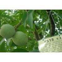 我基地核桃苗 山楂苗 柿子苗 梨樹苗 桃樹苗出售